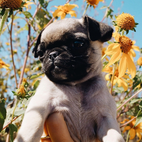 Meet your Posher, Masume - Picture 1 of 1